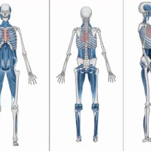 ACTIVATION POSTURO-MOTRICE